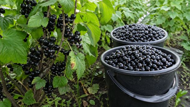 Give Currants This Pre-Bloom Cocktail for Cherry-Sized Berries