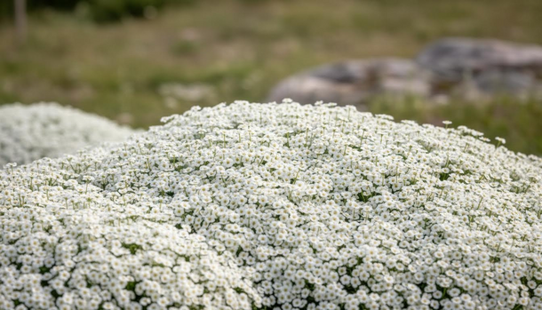 This Evergreen Perennial Blankets Your Garden in Alpine-White Blooms—and Smothers Weeds