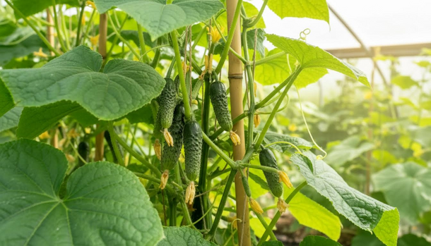 Stop Planting Cucumbers in Beds—This Japanese Method Thrives in Heat and Cold