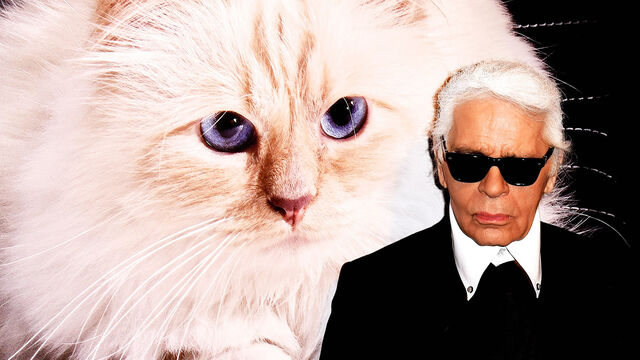 A Mind-Boggling Money Karl Lagerfeld's Cat Inherited After His Death A Mind-Boggling Money Karl Lagerfeld's Cat Inherited After His Death