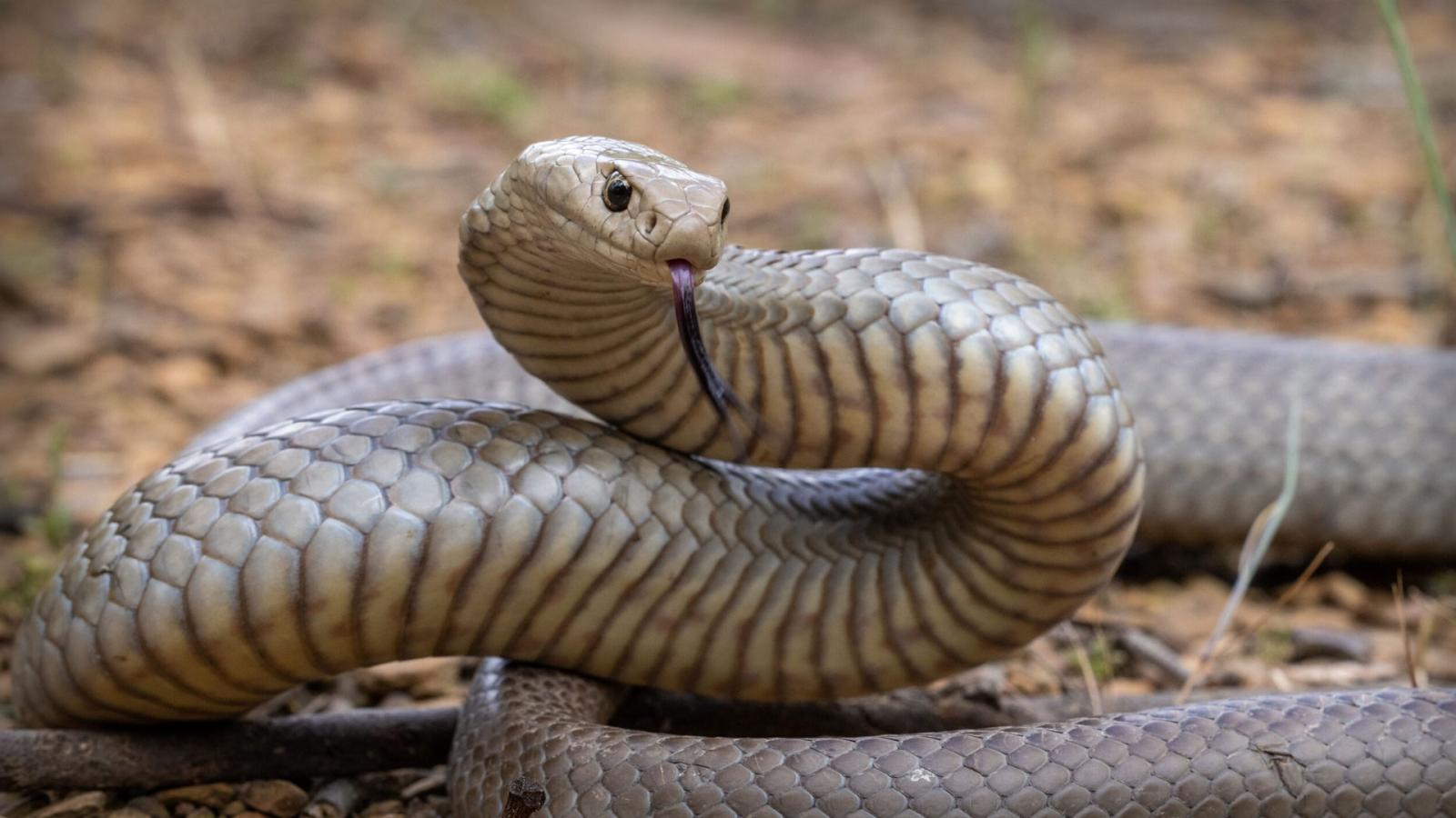Crocodile Dundee (1986): 20 Weird Facts You Didn't Know! - image 2