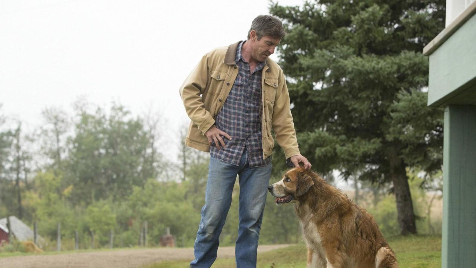5 Saddest Movies For Dog Lovers to Avoid (Unless You Want to Cry) - image 4