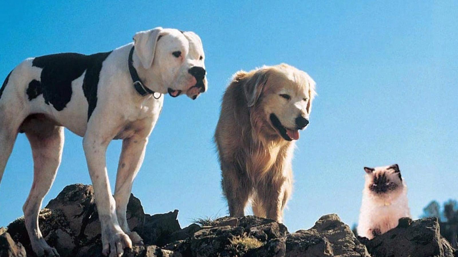 Top 5 Animal-Starring Movies to Watch with Your Pet - image 3